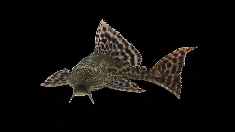 What Does Vacuum Cleaner And Aquarium Have in Common