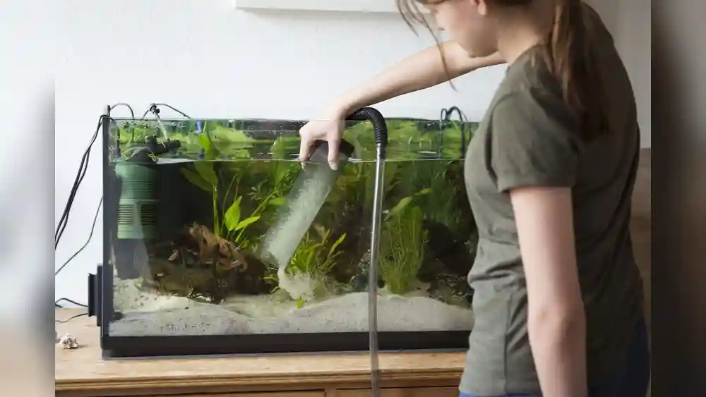 How Often Should I Vacuum My Fish Tank